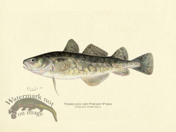 Tomcod or Frost-fish